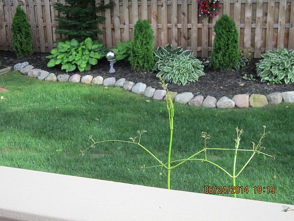 Back yard garden area