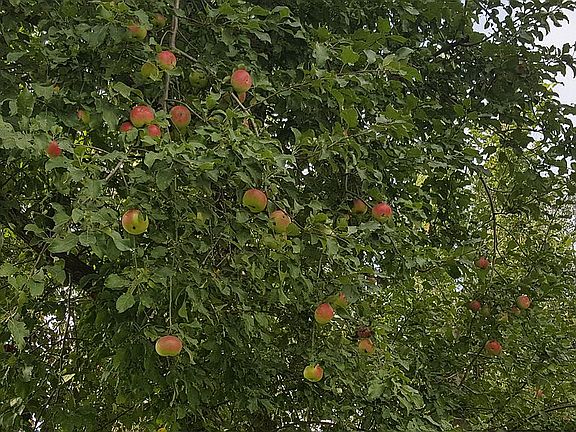 One of Two Apple Tree