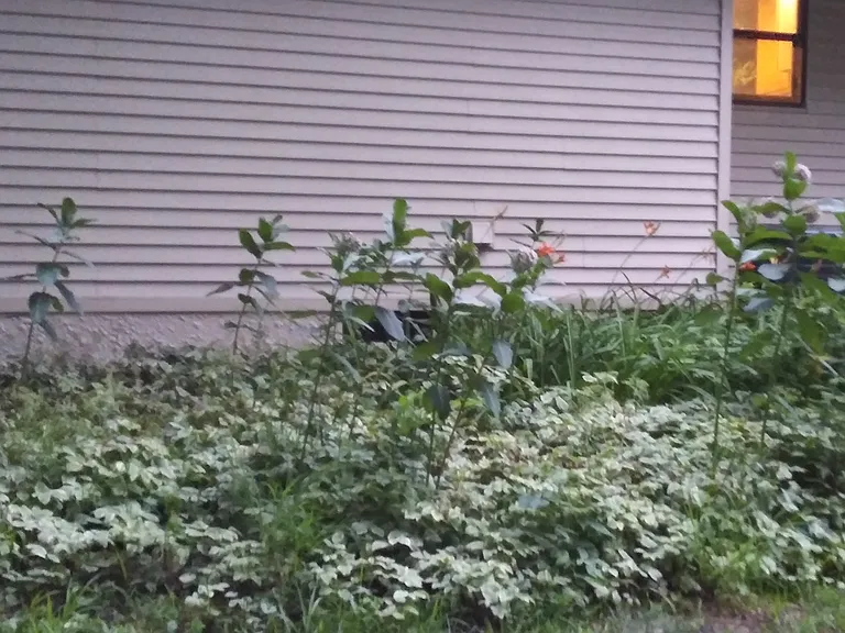 One of our perennial gardens which includes milkweed to encourage the butterflies