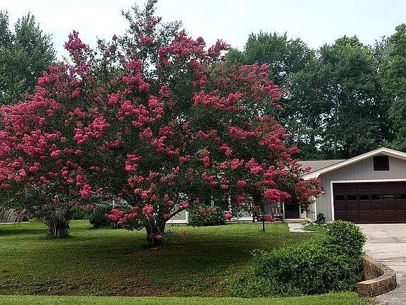 beautiful crepe myrtle