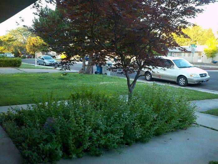 Front Yard
