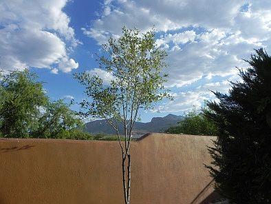 Small tree in courtyard.