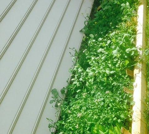 Vegetable/Herb garden