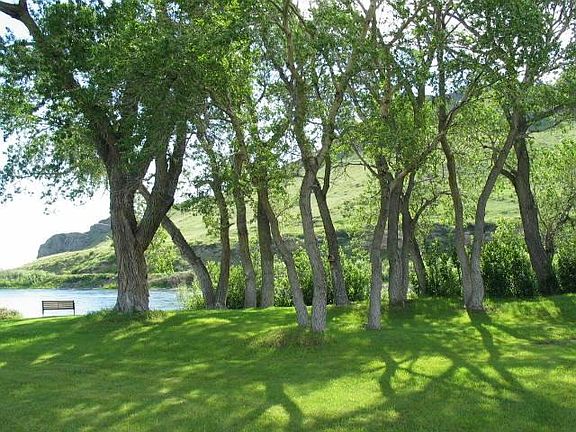 300-year old cottonwoods