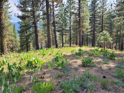 221 Cayden Dr, Clio, CA, 96106