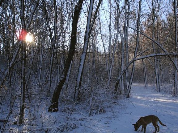 Wooded Walk Across the Street from House