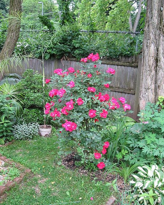 2nd image of 16 Maple St Unit 5