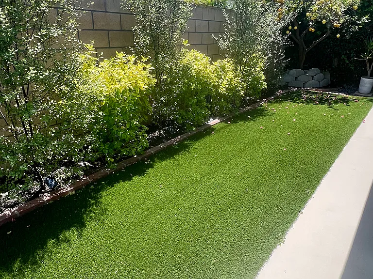 Lush landscaping and mature Meyer lemon tree