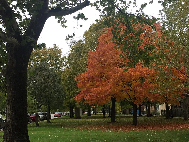 Fall season is a burst of color on the Boulevard.