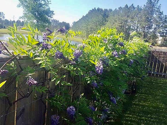 Blooming Spring Flowers