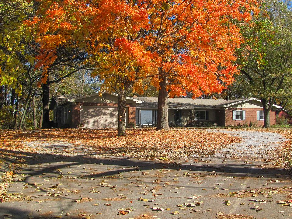 Maple leaves in front yard