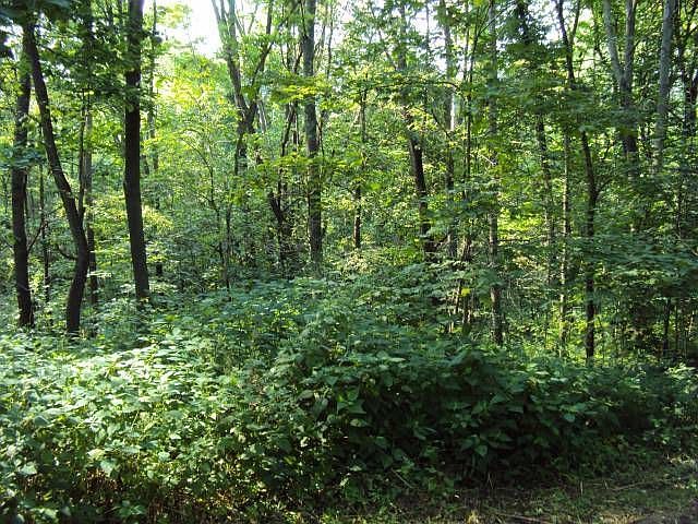 2nd image of 55 Woodland Rd #(7+acres)