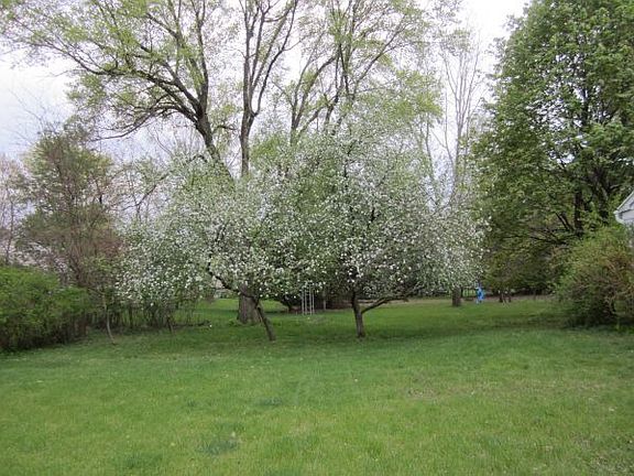 Backyard with apple trees