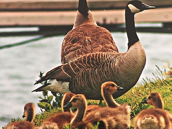 Our front yard friends