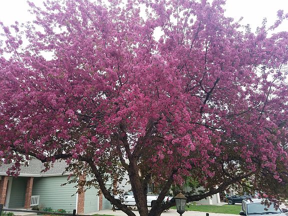 Mature Crabapple tree in front yard