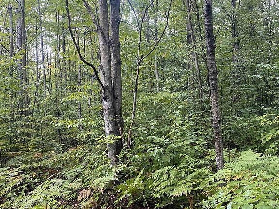 4th image of LOT 187 Wilderness Dr