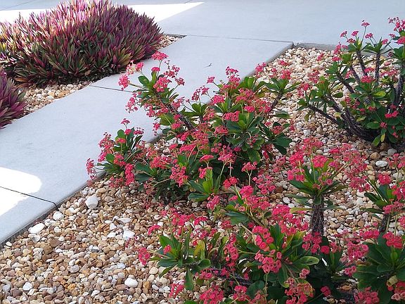 Maintenance free landscaping