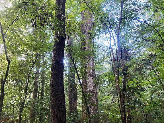 ancient oaks 
