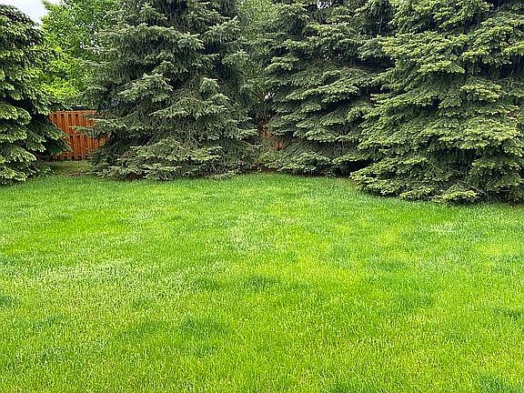 Back yard
