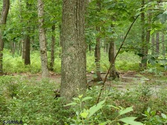 Beautiful private woods w/ trails