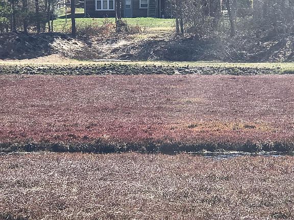 Backyard view from the cranberry bog. 