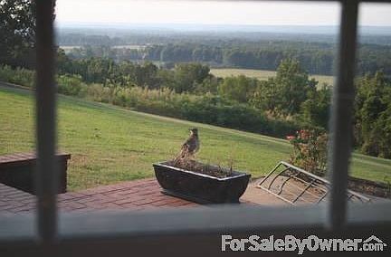 Roadrunner in the flower pot facing the valley.