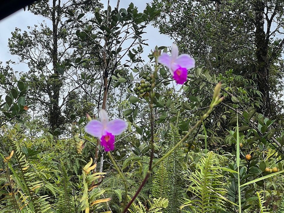1st image of Plumeria St Lot 6482