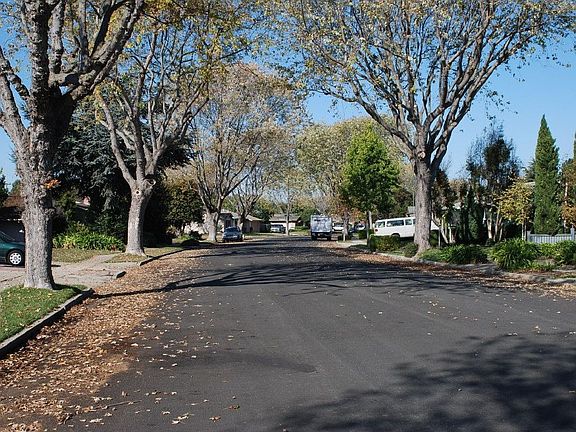 Tree-lined Street