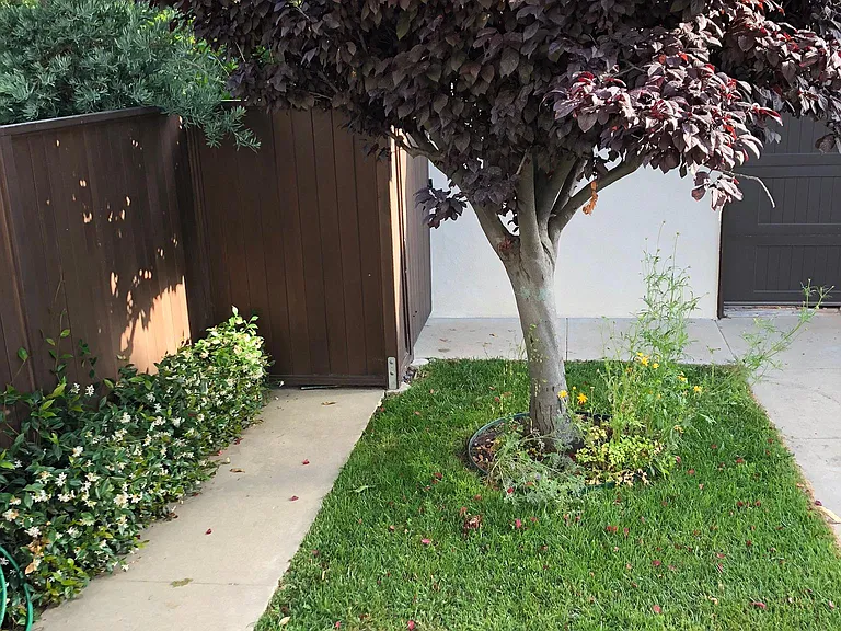 small lawn in backyard