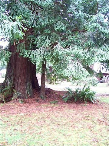 redwoods