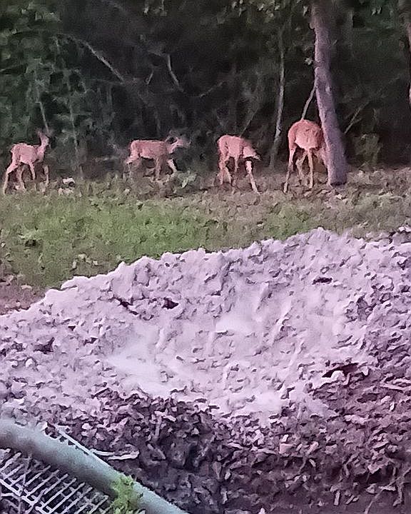 Deers from back porch