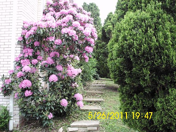 Rhodendrons and walkway to f
