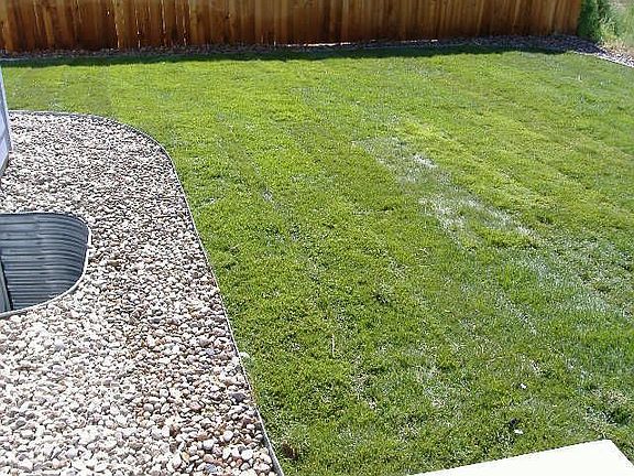 Back yard