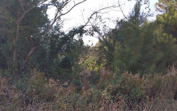 3rd image of 14379 Magnolia Creek Dr