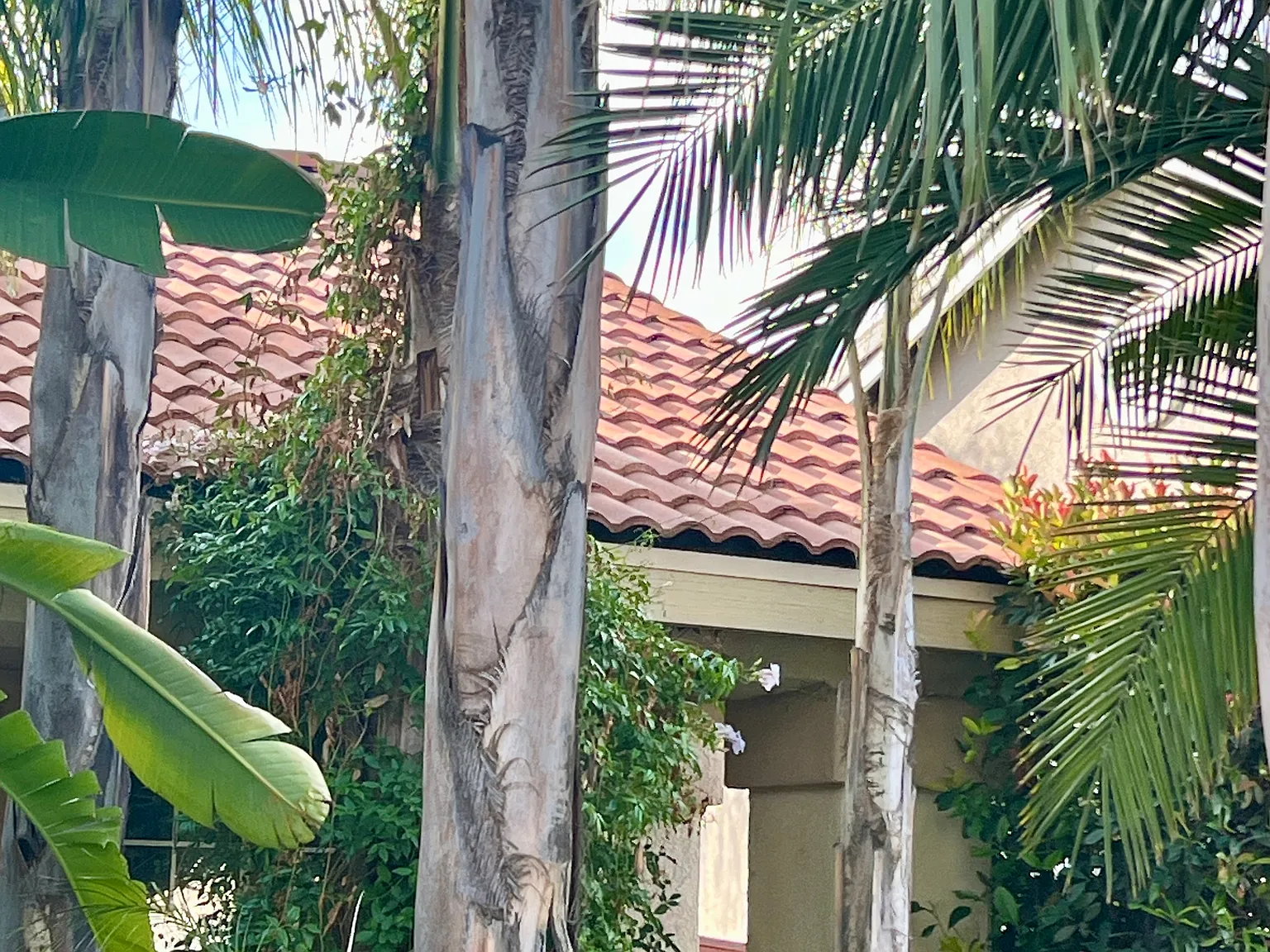 Rue Chenin Blanc, San Jacinto — Photo 2