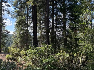 W Castle St, Mount Shasta, CA, 96067
