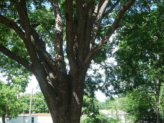 Backyard Tree