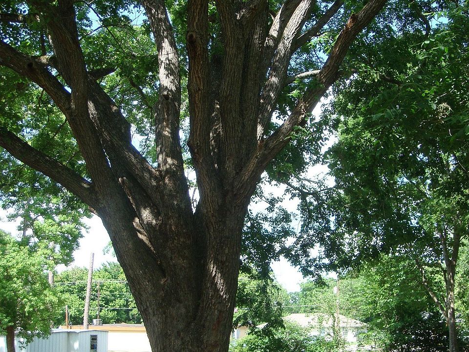 Backyard Tree