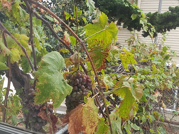 Garden View from Living Room
