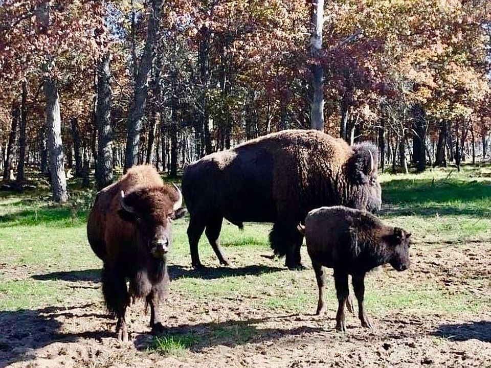 Buffalo