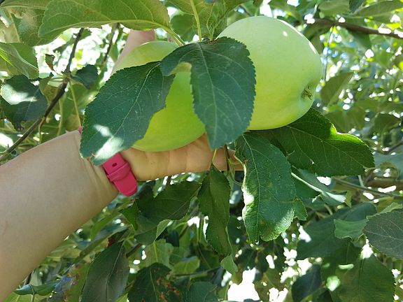 mature apple trees