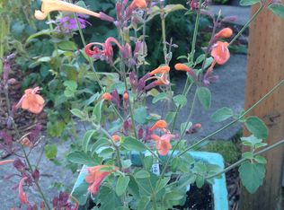 234 SW Lewis St, Chehalis, WA 98532