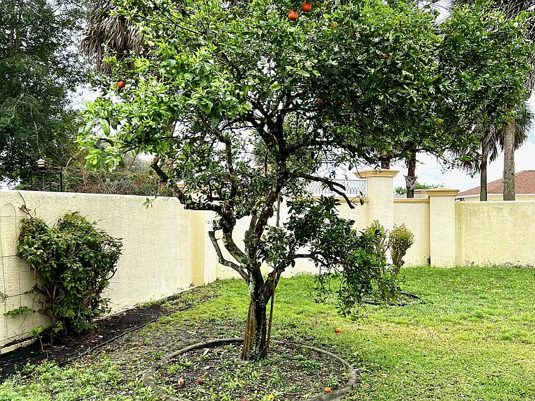 One of the 2 beautiful orange trees in the courtyard