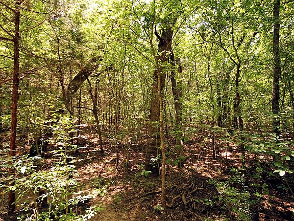 5th image of 10 County Road 2263