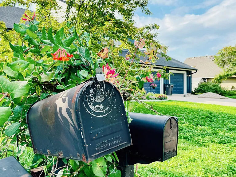 perennial Vine Flowers Comes Back Every Summer in the mailbox.