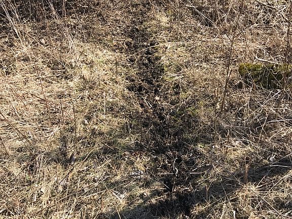 One of many deer trails