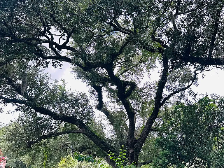 Beautiful Oak trees on the property.