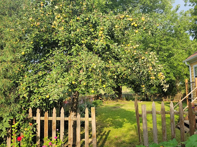 Gate to Backyard