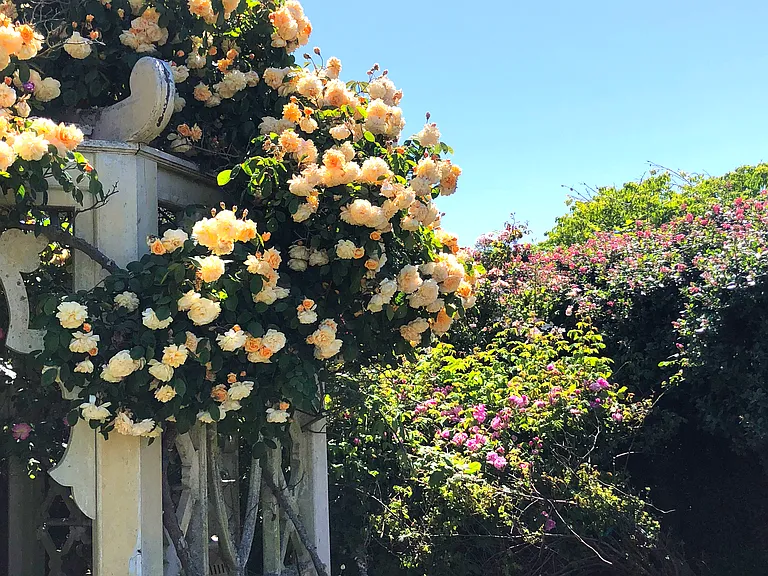 Buff Beauty old rose in her full glory on our Heirloom Rose Gazebo.