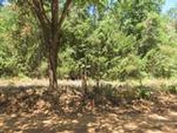 Photo of Mobile Home Lot